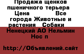 Продажа щенков пшеничного терьера › Цена ­ 30 000 - Все города Животные и растения » Собаки   . Ненецкий АО,Нельмин Нос п.